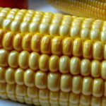 Steamed Corn On The Cob